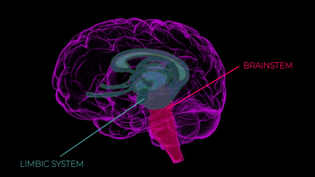 limbic system transformation